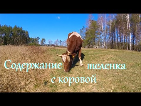 Видео: Теленок на подсосе? Почему не отнимаю теленка // Жизнь в деревне