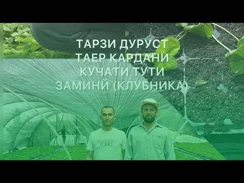 Видео: ТАРЗИ ДУРУСТ ТАЕР КАРДАНИ ТУТИ ЗАМИНЙ (КЛУБНИКА)       АБДУРРАҲМОНИ ҶОМЙ