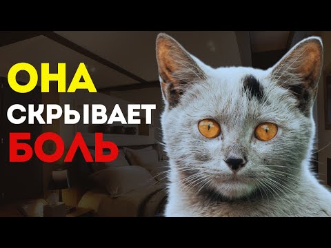Видео: 😿 СРОЧНО! 15 признаков того, что ваша кошка СКРЫВАЕТ от вас БОЛЬ