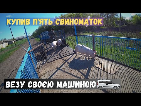 Видео: Нарешті купив свиней❗ Перші п'ять свиноматок вже на місці✅  Машину треба відмивати🤢