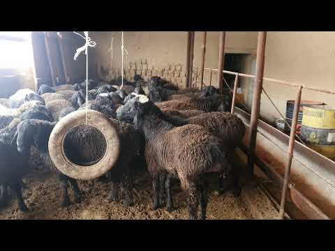 Видео: ОТКОРМ БАРАНОВ НА МЯСО/ ҚОШҚАР БОРДАҚЫЛАУ  🔥🔥🔥