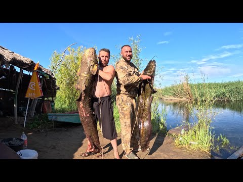 Видео: Рыбалка в Дельте реки Или 2 часть. Камышовые джунгли. Подводная охота. Коктал из Белого Амура.