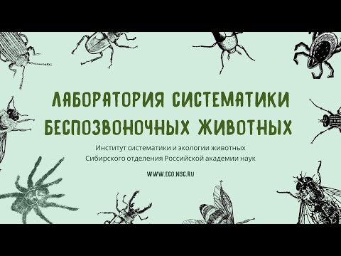 Видео: Лаборатория систематики беспозвоночных животных ИСиЭЖ СО РАН