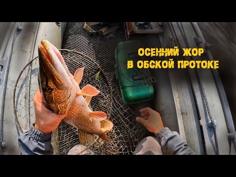 Видео: Осенняя рыбалка на обской протоке, клюет на все! с. Каменное