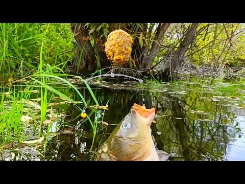 Видео: СУПЕР УЛОВИСТАЯ ДОННАЯ СНАСТЬ С КОРМУШКОЙ