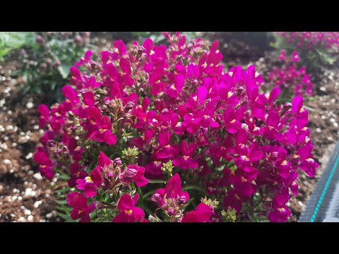 Видео: Линария (Льнянка) марокканская. Мое открытие в прошлом сезоне