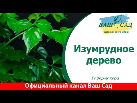 Видео: Изумрудное дерево или Радермахера. Ваш сад