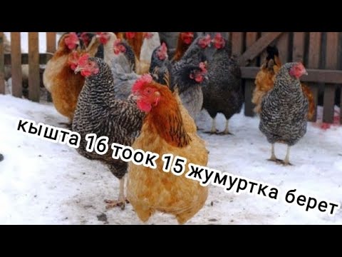 Видео: кышта да тоок багып жумуртка алса болот!