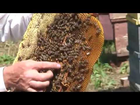 Видео: 20170725 Савинцы Протопоповка 2 Пасека