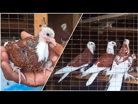 Видео: КАБУТАРЛАР УЧМА КИЗИЛ ХАККАЛАР 70та 📞979940029 UCHMA KABUTARLAR QIZIL HAKKALAR BARTER BOR