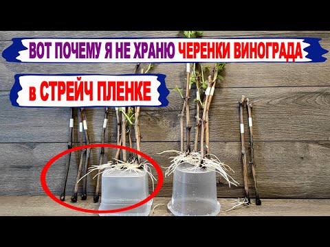 Видео: 🍇 Вот что бывает с ЧЕРЕНКАМИ ВИНОГРАДА после хранения в СТРЕЙЧ ПЛЕНКЕ. Почему  в ПЭТ пакете ЛУЧШЕ.