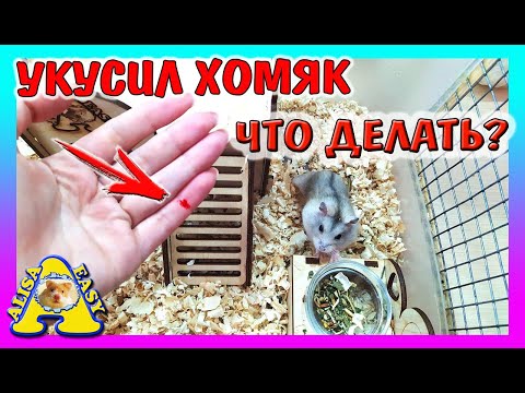 Видео: ЧТО ДЕЛАТЬ ЕСЛИ УКУСИЛ ХОМЯК? / ХОМКИ КУСАЮТСЯ / Когда у КНОПКИ будут ХОМЯЧАТА? / Alisa Easy Pets