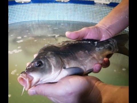 Видео: Выращивание карпа в домашних условиях.Начало эксперимента 10.10.19 г.