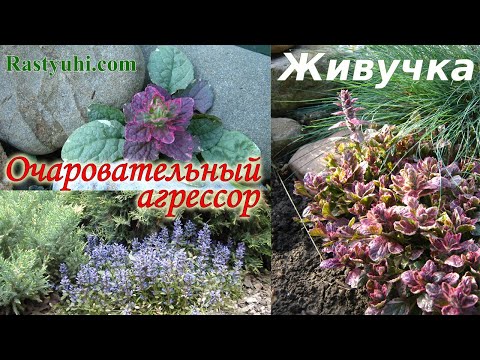 Видео: Живучка - вечнозеленый эффектный почвопокровник. Сорта, размножение, сдерживание роста.