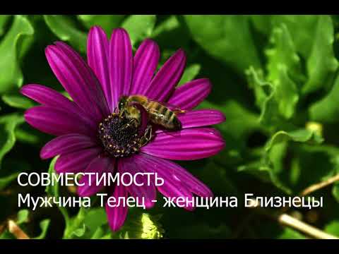 Видео: Совместимость мужчины Тельца и женщины Близнецы