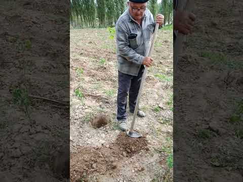 Видео: Ошковок экиш усули 1 кисм. Как посадить тыкву 1 част