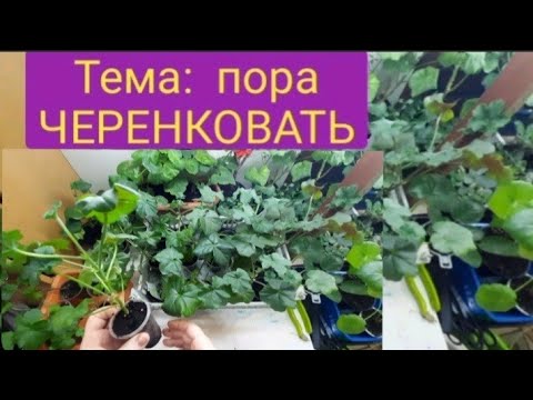 Видео: Начинаем черенковать плющелистную пеларгонию/Февраль2022г/