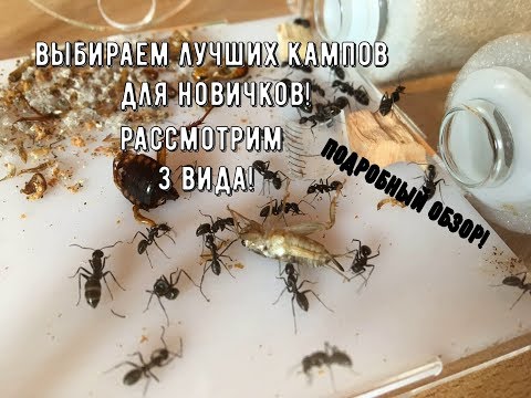 Видео: Выбираем лучших CAMPONOTUS для начинающих! Рассмотрим 3 вида!