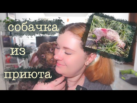 Видео: Cute VLOG #57 🐾|Взяли собачку из приюта🐶