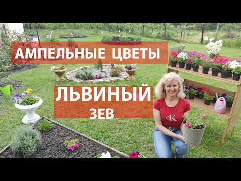 Видео: Как сажать ампельный львиный зев