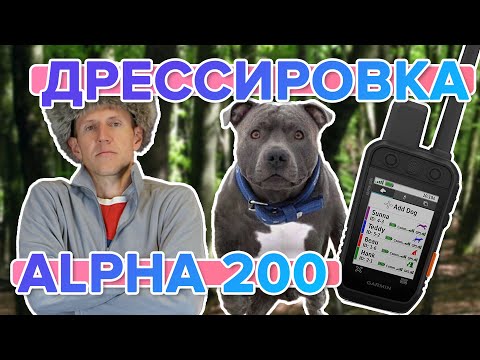 Видео: Настройка удобной дрессировки собаки на охотничьем навигаторе Garmin Alpha 200