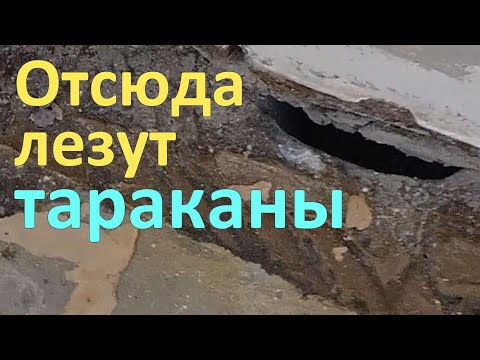 Видео: Показываем, откуда тараканы лезут в квартиру: все дыры, как на ладони