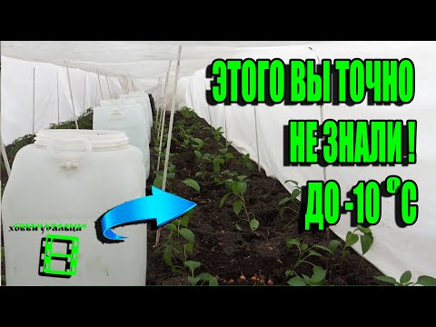 Видео: СВЕРХРАННЯЯ ВЫСАДКА РАССАДЫ ПОМИДОР, ОГУРЦОВ, ПЕРЦА И БАКЛАЖАНОВ ДО -10 САД (ОГОРОД) И ТЕПЛИЦА 11-21