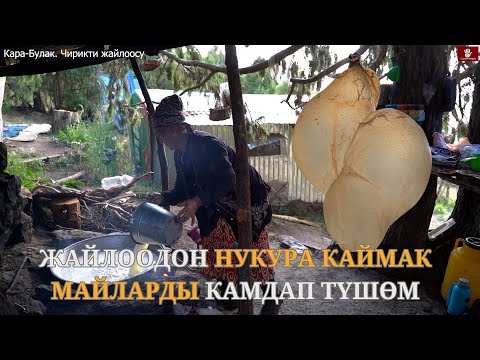 Видео: Чек ара: Жойлоодогу бир күн