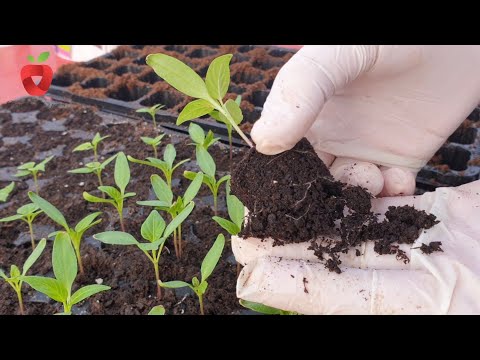 Видео: Самые распространенные ошибки при выращивании рассады и как их избежать