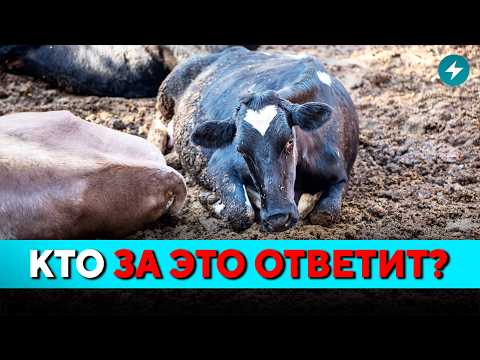 Видео: ГРОМКОЕ ДЕЛО! Уголовка на ферме: что сделали с животными? Мозырь бьёт тревогу // Новости Беларуси