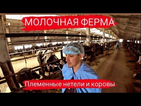 Видео: Дойные коровы 45 литров молока! Ферма КРС молочных пород. Телки весом от 340кг, Нетели весом 500кг