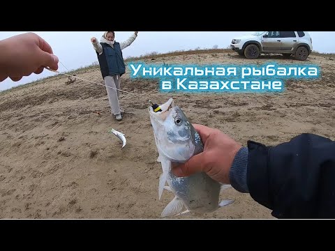Видео: Уникальная рыбалка в Казахстане!