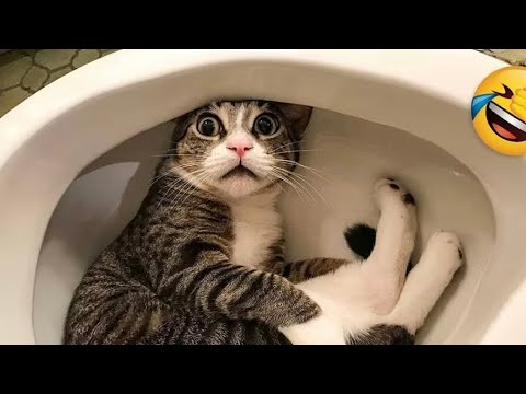 Видео: Самые смешные кошки и собаки 2025 года 😂 | Попробуй не засмеяться!