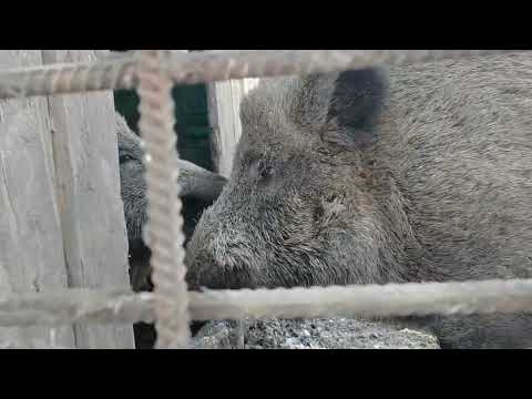 Видео: Содержание и разведение диких кабанов.