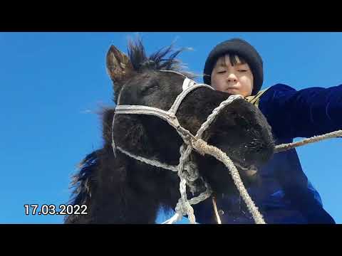 Видео: Жабағы үйрету. 2022 жыл.