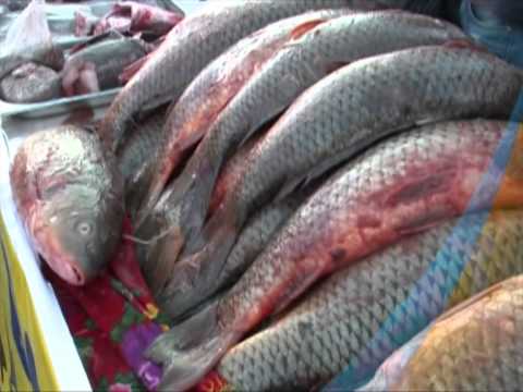 Видео: Қызылорда -Кызылорда 2013 жыл