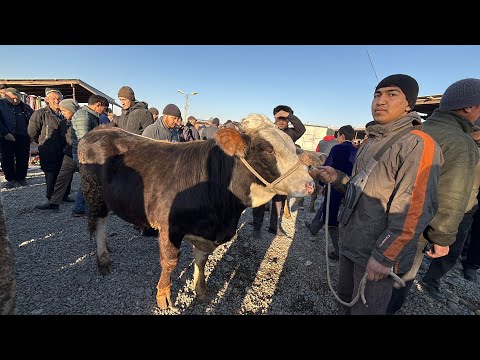 Видео: МОЛБОЗОРИ ПАХТАОБОД РЕГАР НАРХИ БОЗОР НАРХЛАР ЗУР АРЗОНБУСА 11 ноября 2025 г.