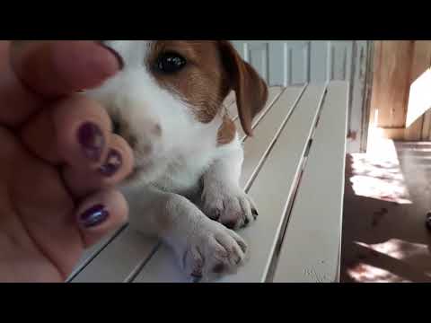 Видео: джек рассел терьер  ЧТО НАДО ЗНАТЬ ПРИ ВЫБОРЕ ЩЕНКА