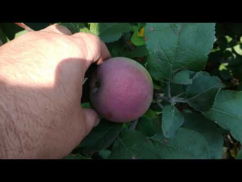 Видео: Урожай яблок в Сибири 2020г. Проверенные сорта яблонь для Сибири.