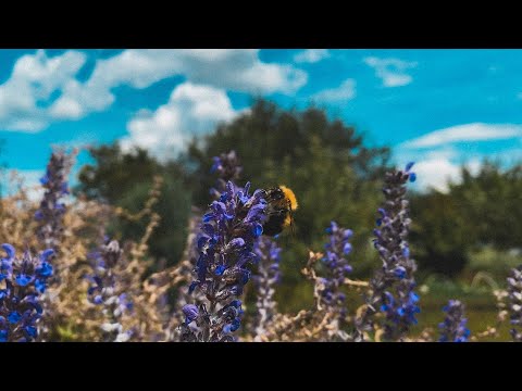 Видео: ЛАМПОВОЕ ЛЕТО - ЭПИЗОД 5