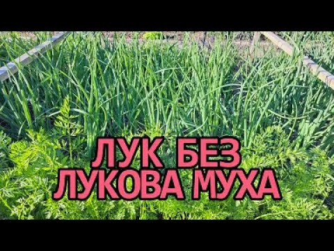 Видео: Начини за предпазване на лука от луковата муха