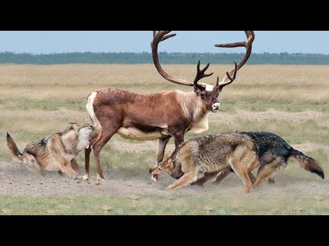 Видео: Волки Окружили Оленя! Вот Что Было Дальше.... Редкие Сражения Животных , Снятые на Камеру