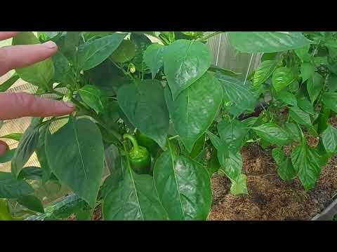 Видео: Перец, баклажаны- подкормки и формирование!