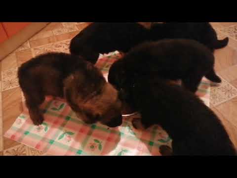 Видео: Первый прикорм щенков.