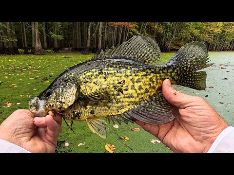 Видео: Начните ловить краппи ПРЯМО СЕЙЧАС с помощью этих потрясающих СОВЕТОВ! Мы поймаем несколько ОТЛИЧ...