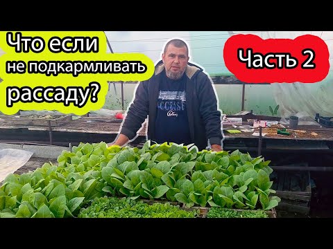 Видео: Что если не Подкармливать Рассаду? пикировка табака Часть 2