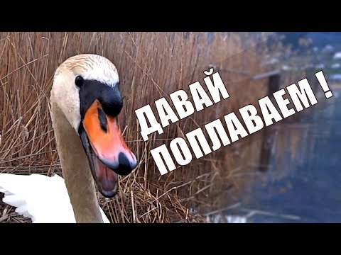 Видео: Котик Вилли и Плавание с Лебедями