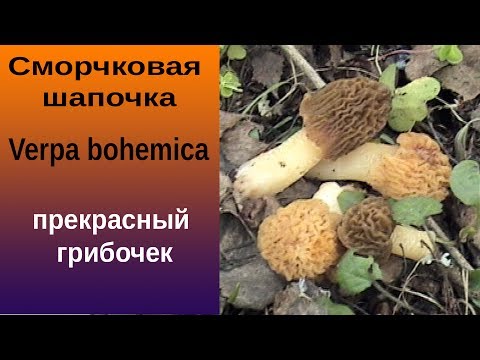 Видео: Сморчковая шапочка - замечательный грибочек!