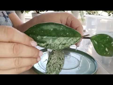 Видео: закрываю сезон! укореняю хойи в торфе, поговорим на тему,... ☺😉🌱🌿☘️ 1 часть