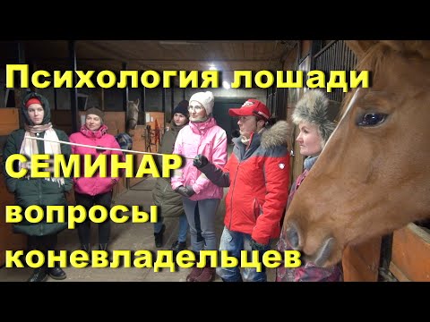 Видео: Лошадь ведёт себя плохо? Психология лошади. Семинар.